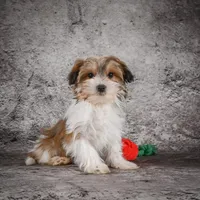 Megan, a female Morkie for sale in Ripley, WV – Photo 9 of 10