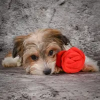 Megan, a female Morkie for sale in Ripley, WV – Photo 4 of 10