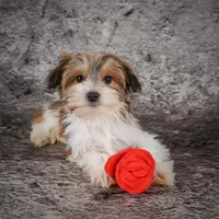 Megan, a female Morkie for sale in Ripley, WV – Photo 6 of 10