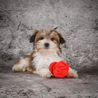 Megan, a female Morkie for sale in Ripley, WV – Photo 1 of 10