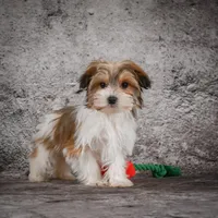 Megan, a female Morkie for sale in Ripley, WV – Photo 2 of 10