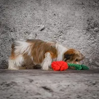 Megan, a female Morkie for sale in Ripley, WV – Photo 10 of 10