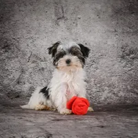 Marlow, a male Morkie for sale in Ripley, WV – Photo 1 of 10