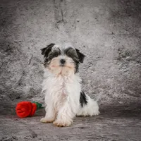 Marlow, a male Morkie for sale in Ripley, WV – Photo 8 of 10
