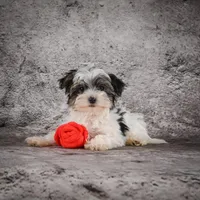 Marlow, a male Morkie for sale in Ripley, WV – Photo 4 of 10