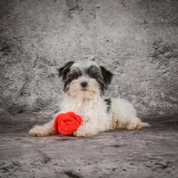 Marlow, a male Morkie for sale in Ripley, WV – Photo 5 of 10