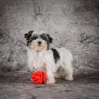 Marlow, a male Morkie for sale in Ripley, WV – Photo 9 of 10