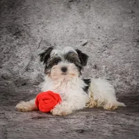 Marlow, a male Morkie for sale in Ripley, WV – Photo 6 of 10