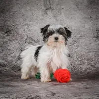 Marlow, a male Morkie for sale in Ripley, WV – Photo 7 of 10