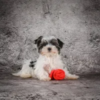 Marlow, a male Morkie for sale in Ripley, WV – Photo 2 of 10