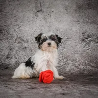 Marlow, a male Morkie for sale in Ripley, WV – Photo 10 of 10