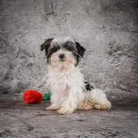 Marlow, a male Morkie for sale in Ripley, WV – Photo 3 of 10
