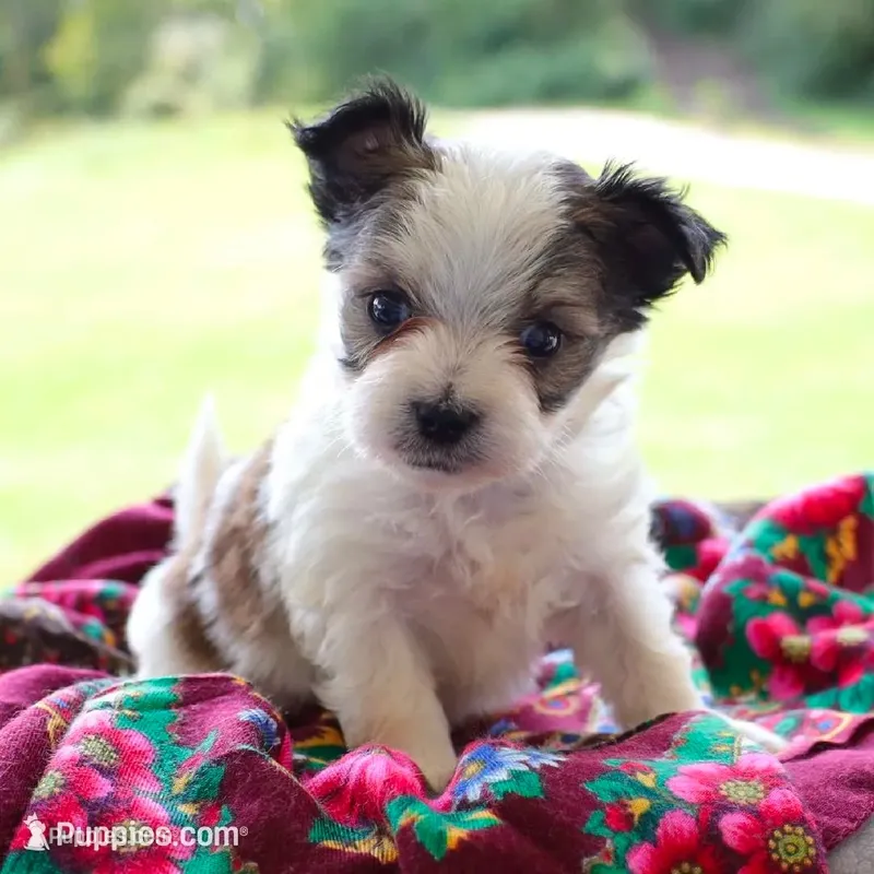 Charlie – Morkie puppy for sale in Ripley, WV