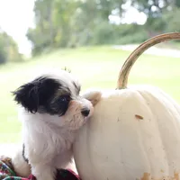 Walter, a male Morkie for sale in Ripley, WV – 2 of 4