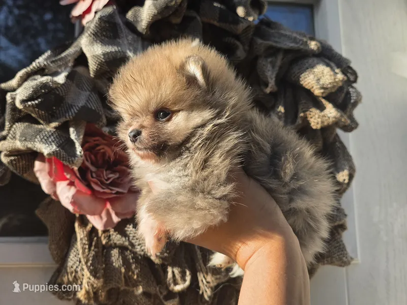 Mccoy – Pomeranian puppy for sale in Smithville, TX