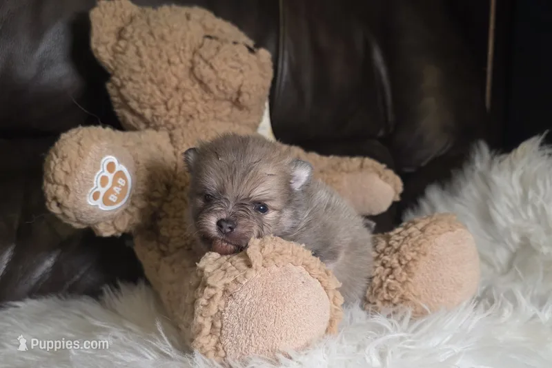 Lupo – Pomeranian puppy for sale in Smithville, TX