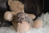 Lupo, a male Pomeranian for sale in Smithville, TX – 1 of 2