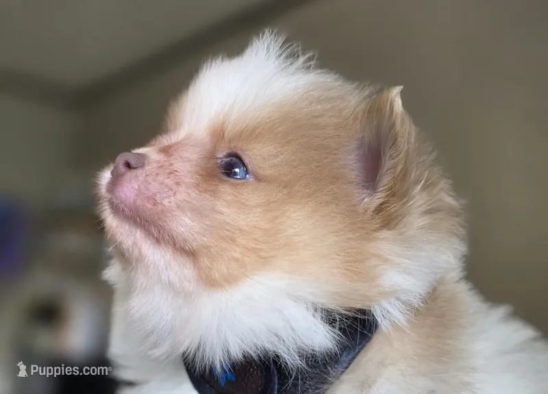 Bon Jovi – Pomeranian puppy for sale in Smithville, TX