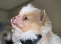 Bon Jovi, a male Pomeranian for sale in Smithville, TX – Photo 1 of 3