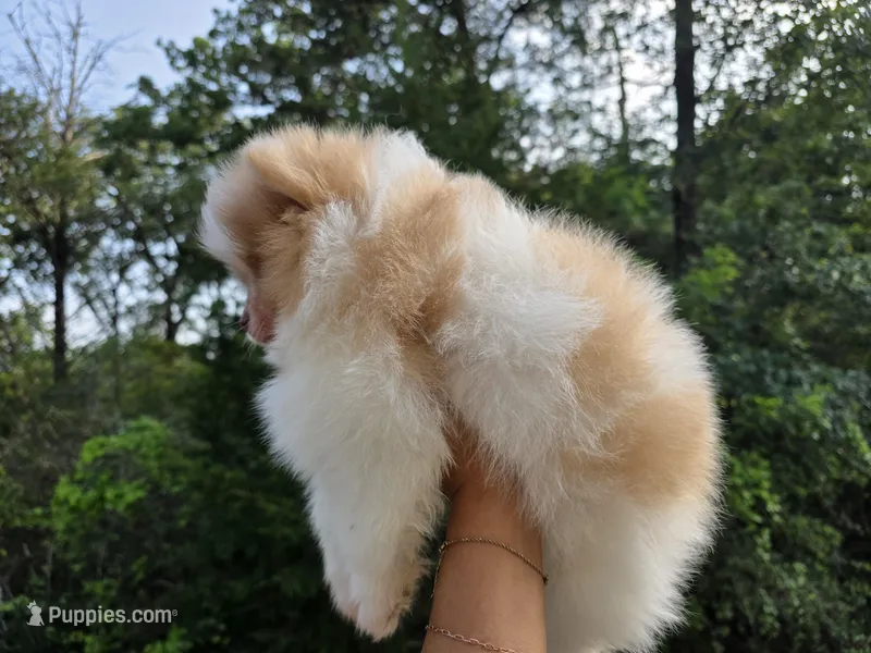 Bon Jovi – Pomeranian puppy for sale in Smithville, TX