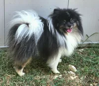 Cheefee, a male Pomeranian for sale in Smithville, TX – Photo 2 of 4