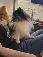 Cheefee, a male Pomeranian for sale in Smithville, TX – Photo 4 of 4