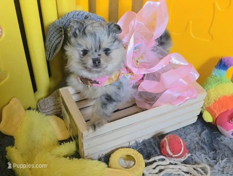 Madonna – Pomeranian puppy for sale in Smithville, TX