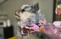 Madonna, a female Pomeranian for sale in Smithville, TX – Photo 3 of 3