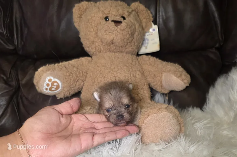 Mccoy – Pomeranian puppy for sale in Smithville, TX