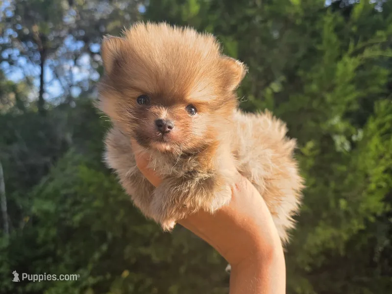 Lupo – Pomeranian puppy for sale in Smithville, TX