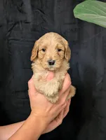 Everest, a male Cavapoo for sale in Mifflinburg, PA – Photo 2 of 6