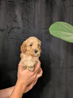 Everest, a male Cavapoo for sale in Mifflinburg, PA – Photo 3 of 6