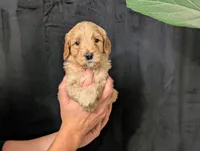 Everest, a male Cavapoo for sale in Mifflinburg, PA – Photo 4 of 6