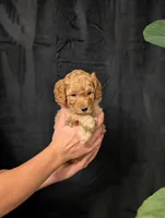 Tundra, a male Cavapoo for sale in Mifflinburg, PA – Photo 1 of 5