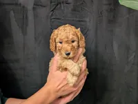 Tundra, a male Cavapoo for sale in Mifflinburg, PA – Photo 4 of 5