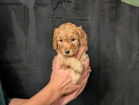 Tundra, a male Cavapoo for sale in Mifflinburg, PA – Photo 3 of 5