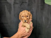 Tundra, a male Cavapoo for sale in Mifflinburg, PA – Photo 2 of 5