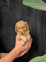 Tundra, a male Cavapoo for sale in Mifflinburg, PA – Photo 5 of 5