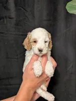 Winter, a female Cavapoo for sale in Mifflinburg, PA – Photo 3 of 3