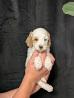 Winter, a female Cavapoo for sale in Mifflinburg, PA – Photo 1 of 3