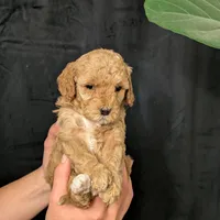 Elsa, a female Cavapoo for sale in Mifflinburg, PA – Photo 3 of 7