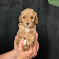 Elsa, a female Cavapoo for sale in Mifflinburg, PA – Photo 4 of 7