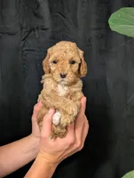 Elsa, a female Cavapoo for sale in Mifflinburg, PA – Photo 4 of 7