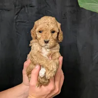 Elsa, a female Cavapoo for sale in Mifflinburg, PA – Photo 5 of 7