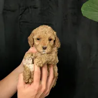 Elsa, a female Cavapoo for sale in Mifflinburg, PA – Photo 1 of 7
