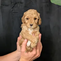 Elsa, a female Cavapoo for sale in Mifflinburg, PA – Photo 7 of 7