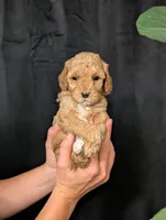 Elsa, a female Cavapoo for sale in Mifflinburg, PA – Photo 7 of 7