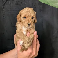 Elsa, a female Cavapoo for sale in Mifflinburg, PA – Photo 2 of 7