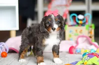 Katie, a female Miniature Bernedoodle for sale in Navarre, OH – Photo 3 of 4