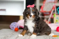 Katie, a female Miniature Bernedoodle for sale in Navarre, OH – Photo 1 of 4